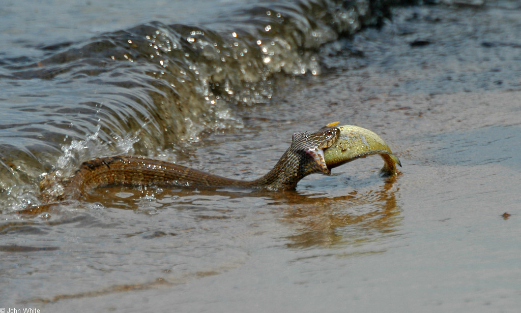 sp_northernwatersnake004.jpg